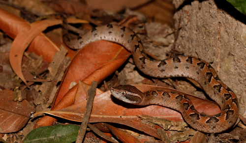 Malayan Pit Viper