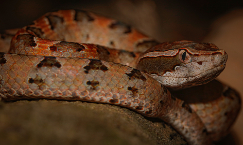 Malayan Pit Viper