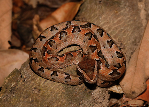 Malayan Pit Viper