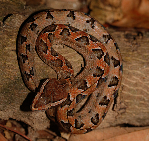 Malayan Pit Viper