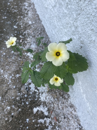Cuban Buttercup