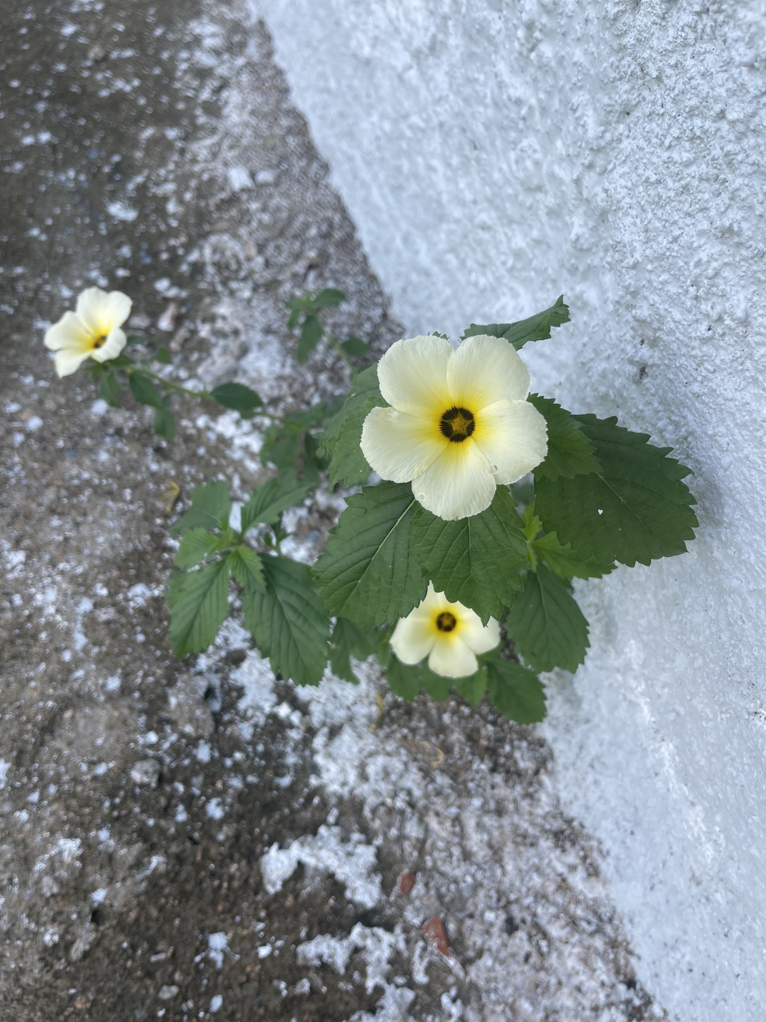 Turnera subulata