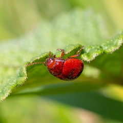 Chrysolina blanchei