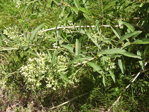 Baccharis punctulata