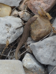 Psammodromus hispanicus