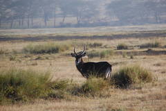 Kobus ellipsiprymnus defassa