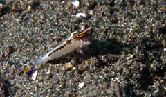 Dactylopus kuiteri