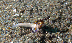Dactylopus kuiteri