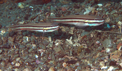 Valenciennea helsdingenii