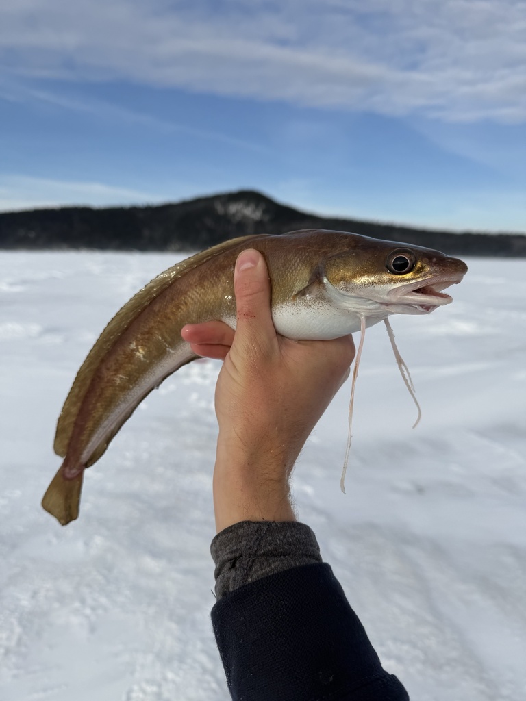 Red Hake from Kennebecasis Bay, Kingston, NB, CA on February 25, 2026 ...
