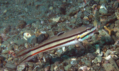 Valenciennea helsdingenii