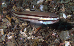 Valenciennea helsdingenii