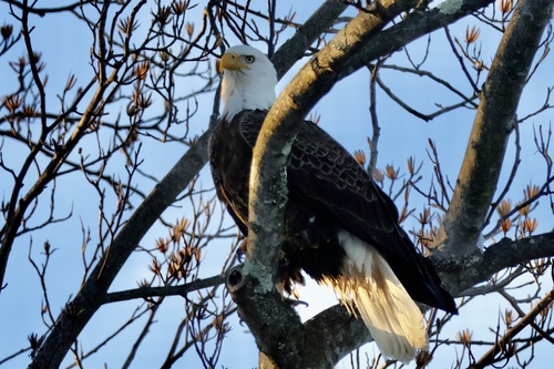 Bald Eagle
