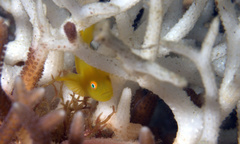 Paragobiodon xanthosoma