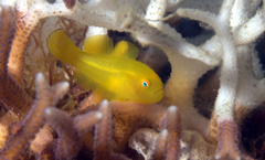 Paragobiodon xanthosoma