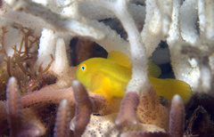 Paragobiodon xanthosoma