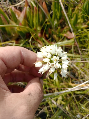 Allium subvillosum, photograph 6