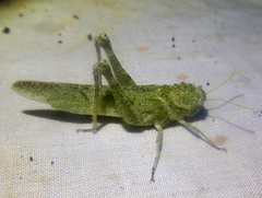 Ecphantus quadrilobus