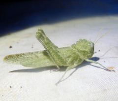 Ecphantus quadrilobus