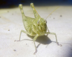 Ecphantus quadrilobus