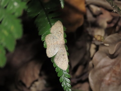Perixera illepidaria