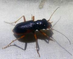 Pseudotetracha