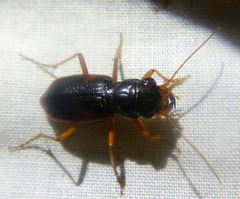 Pseudotetracha