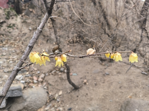 Chimonanthus praecox, 2026-02-25