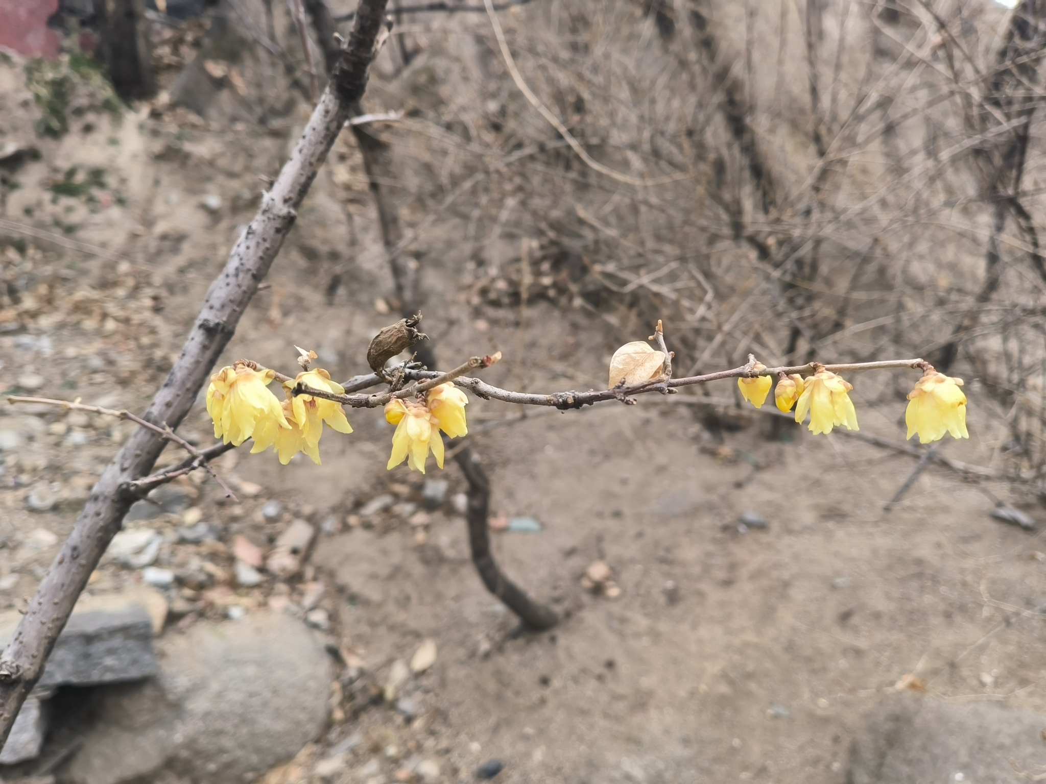 Imagem de flor-de-inverno