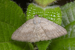 Luxiaria submonstrata