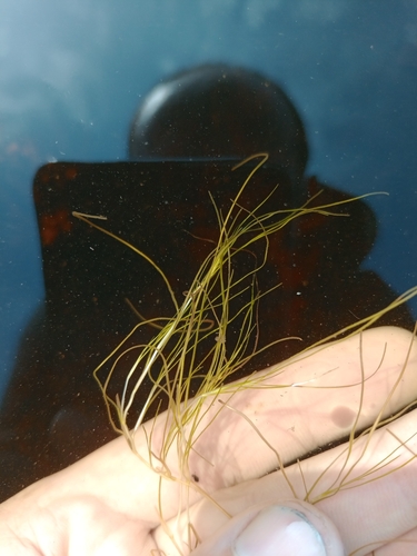 Althenia filiformis (Althenia filiformis)