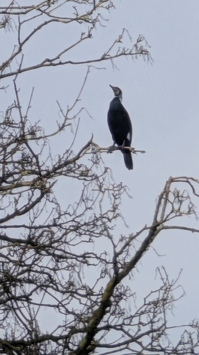 Great Cormorant