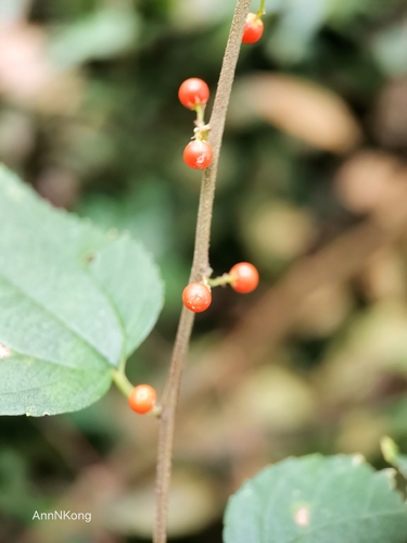 Trema cannabina iNat (3)