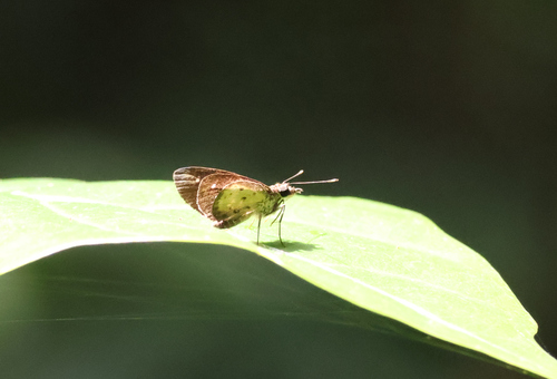 Ceratrichia clara