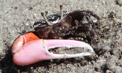 Austruca occidentalis