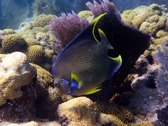 Holacanthus bermudensis