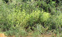 Crassula mesembryanthoides mesembryanthoides