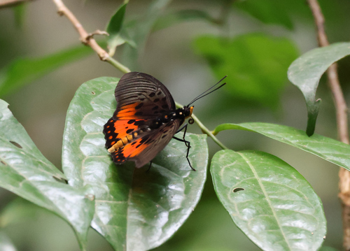 Acraea perenna