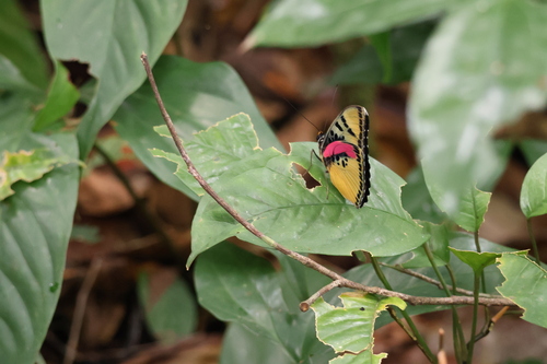 Euphaedra mariaechristinae