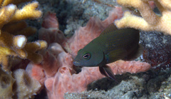 Pseudochromis fuscus