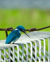 Alcedo coerulescens