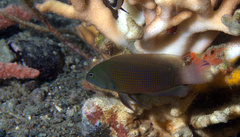 Pseudochromis fuscus