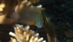 Pseudochromis fuscus