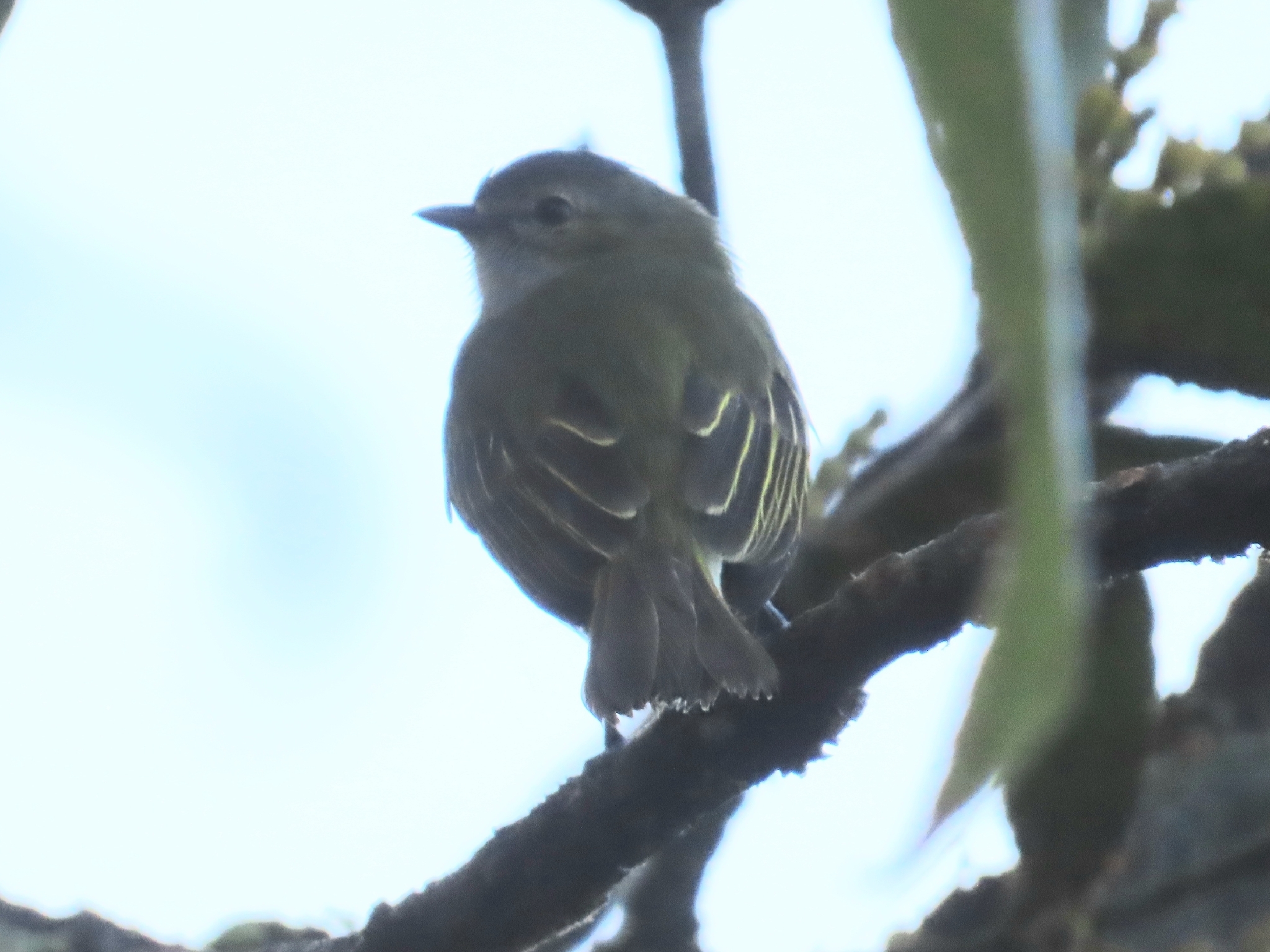 Guatemalan Tyrannulet (Zimmerius vilissimus), photo 6