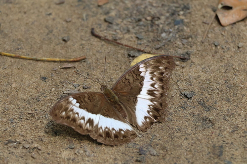 Cymothoe druryi