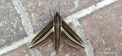 Xylophanes titana