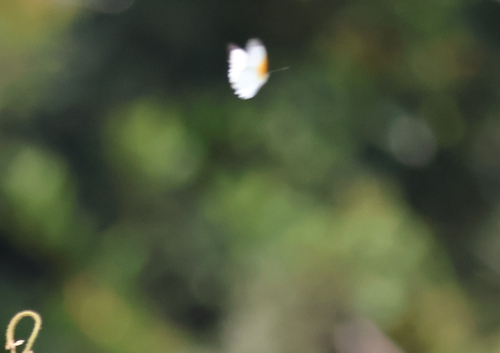 Woodland Albatross White