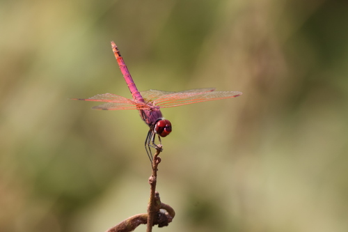 Violet Dropwing