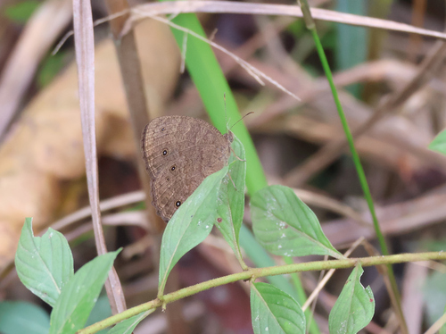 Vulgar Bush Brown