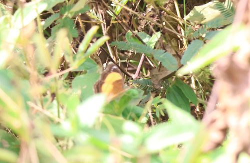 Junonia terea terea